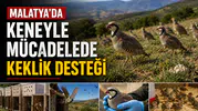 Malatya’da Keneyle Mücadelede Keklik Desteği