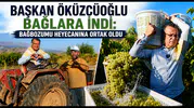 Başkan Öküzcüoğlu Bağlara İndi: Bağbozumu Heyecanına Ortak Oldu