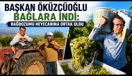 Başkan Öküzcüoğlu Bağlara İndi: Bağbozumu Heyecanına Ortak Oldu