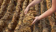 İzmir'de Uluslararası Tütün Araştırmaları Toplantısı: Sürdürülebilirlik ve Güvenli ürünler ele alındı