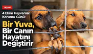4 Ekim Hayvanları Koruma Günü:Bir Yuva, Bir Canın Hayatını Değiştirir