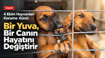 4 Ekim Hayvanları Koruma Günü:Bir Yuva, Bir Canın Hayatını Değiştirir