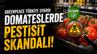 Greenpeace Türkiye'den Domateslerdeki Pestisit Uyarısı