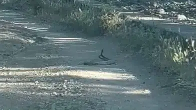 Bingöl'de yol ortasında şaşırtan görüntü: Doğanın nadir anı kamerada