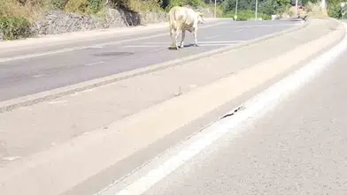 Ümraniye trafiğinde beklenmedik misafir: Sürücüler şaşkınlığını gizleyemedi