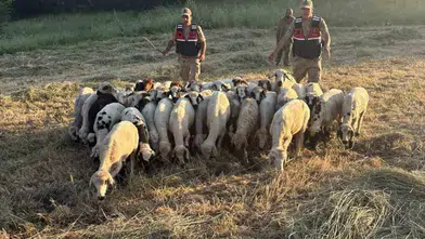 Tunceli kırsalında teknolojik takip: Kaybolan sürüsüne dronla kavuştu
