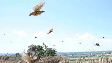 Çanakkale’nin yaban hayatına bin yeni misafir: Keklikler doğaya kanat çırptı