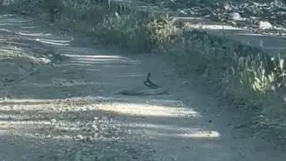 Bingöl'de yol ortasında şaşırtan görüntü: Doğanın nadir anı kamerada