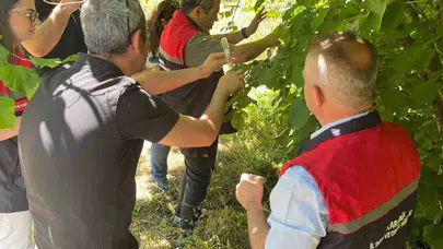 Tarımda biyolojik savunma dönemi: Kokarcaya karşı samuray arıcıkları sahada