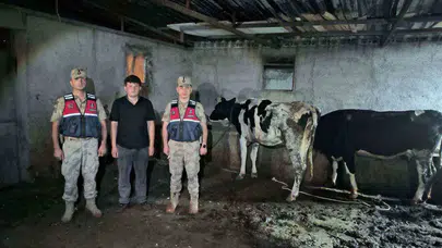 Kilis'te jandarma seferber oldu: Kaybolan hayvanlar bulundu