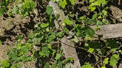 Düzce'de bahçede dev sürpriz: İtfaiye ekipleri egzotik misafiri yakaladı
