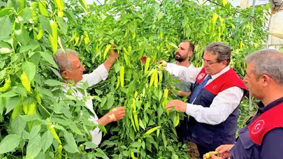 Mersinli üreticilerin seralarında biyolojik mücadele mesaisi