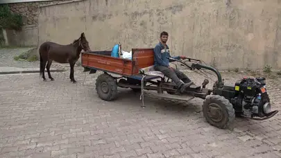 Amasya’nın vefalı yol arkadaşı: Patpatın peşinden ayrılmayan Dost