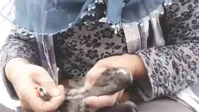 İyilik yapayım derken parmağından oldu: Karabatak kurtarma operasyonu komediye dönüştü