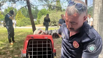 Üniversite binasında korku dolu anlar: Sıkışan sansar için seferber oldular