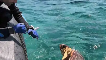 Gökova'da sessiz çığlık: Yasaklı bölgedeki ölüm tuzağını uzmanlar bozdu