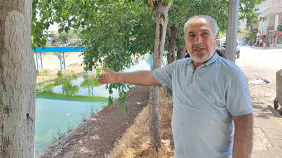 Adana'da sinek kabusu: Vatandaşlar pencereleri açamaz hale geldi