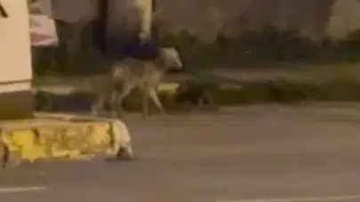 Ardahan sokaklarında gece misafiri: Şehir merkezinde tilki şaşkınlığı