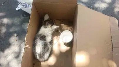 Reklam panosunda mahsur kalan minik cana AFAD eli uzandı