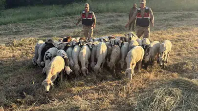 Tunceli kırsalında teknolojik takip: Kaybolan sürüsüne dronla kavuştu