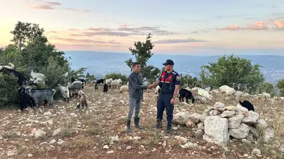 Mersin'de teknolojiyle gelen kurtuluş: Kayıp sürüsüne havadan ulaştılar