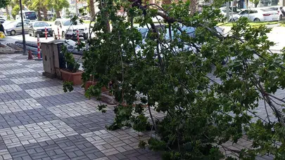 Kahta’da fırtına hayatı olumsuz etkiledi: Dev ağaç yolu trafiğe kapattı