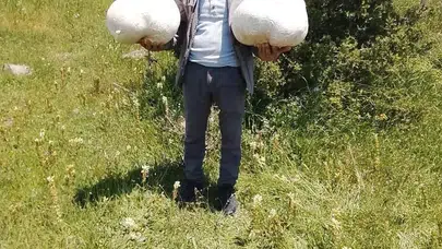 Sivas kırsalında dev sürpriz: Yürüyüşe çıktı, 20 kiloluk mantarla döndü