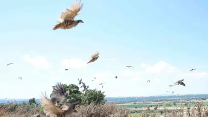 Çanakkale’nin yaban hayatına bin yeni misafir: Keklikler doğaya kanat çırptı