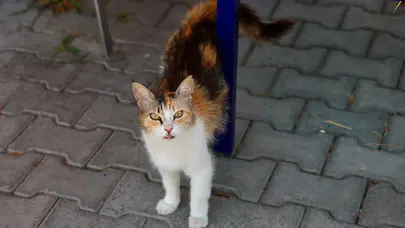 Buca’da iyilik hareketi: 153 can dost yeni yuvasına kavuştu