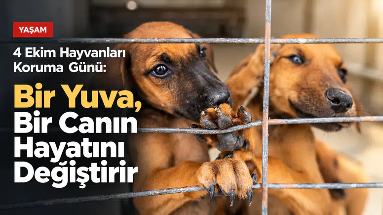 4 Ekim Hayvanları Koruma Günü:Bir Yuva, Bir Canın Hayatını Değiştirir