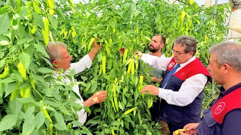 Mersinli üreticilerin seralarında biyolojik mücadele mesaisi