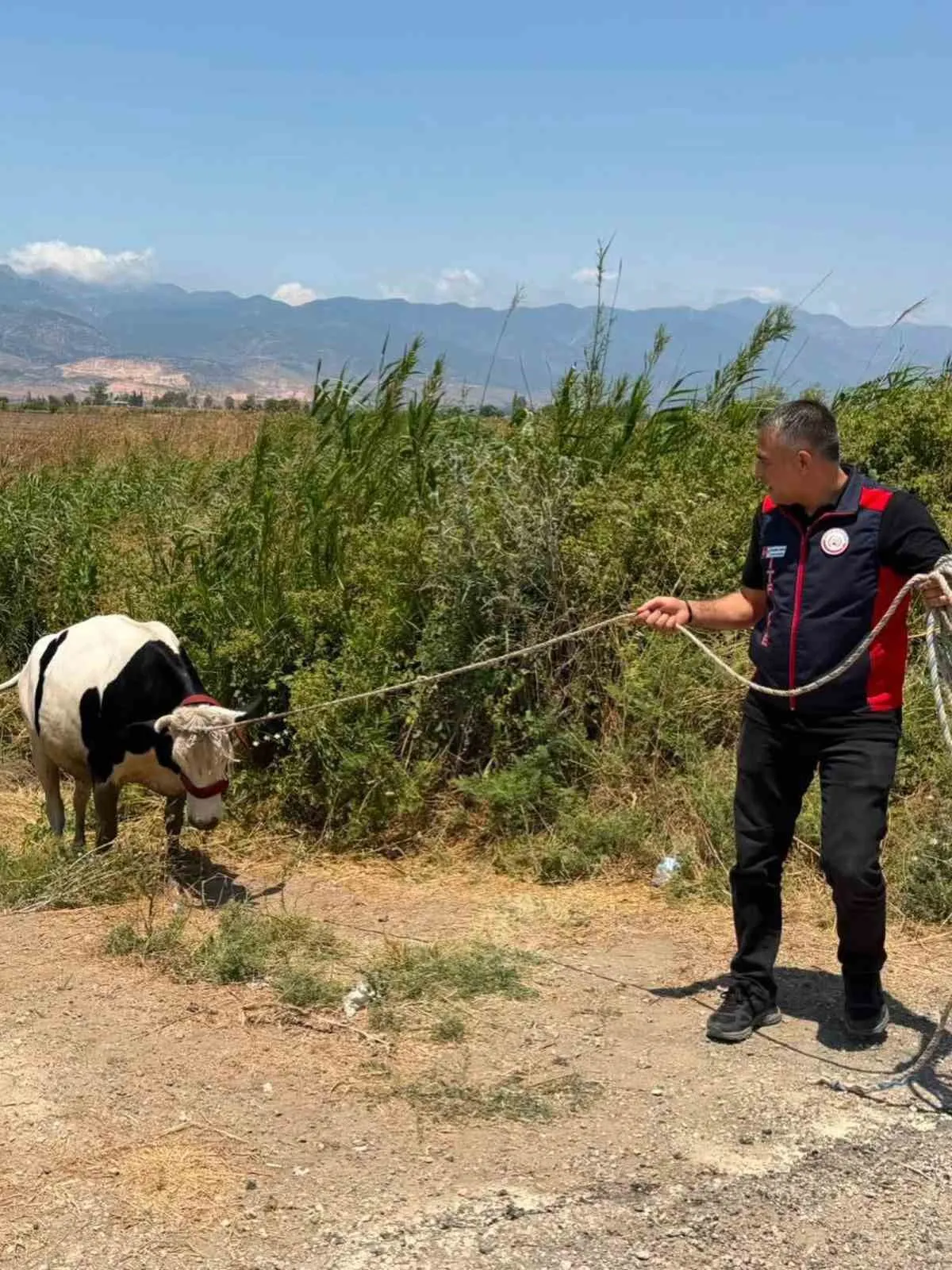 Kırıkhan’da yürekleri ağza getiren olay: Sulama kanalına düşen hayvanı itfaiye kurtardı