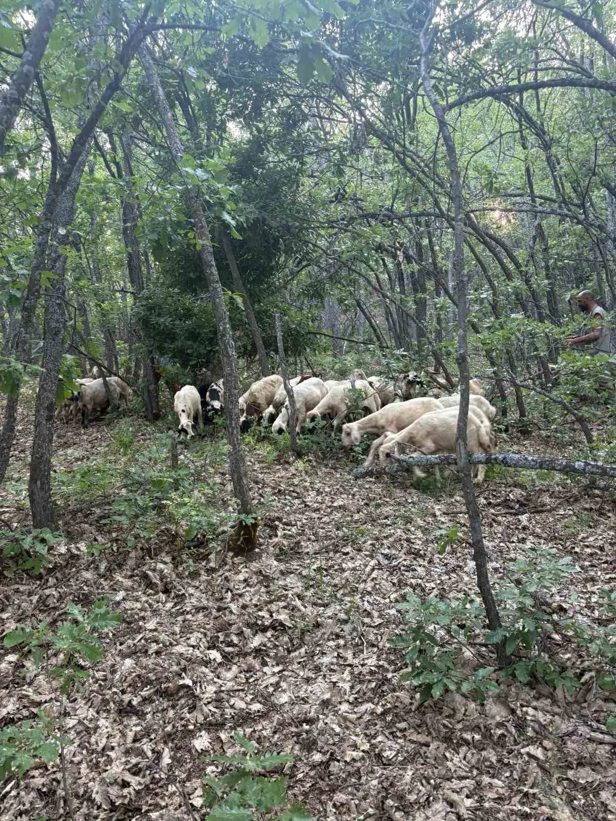 Tunceli kırsalında teknolojik takip: Kaybolan sürüsüne dronla kavuştu