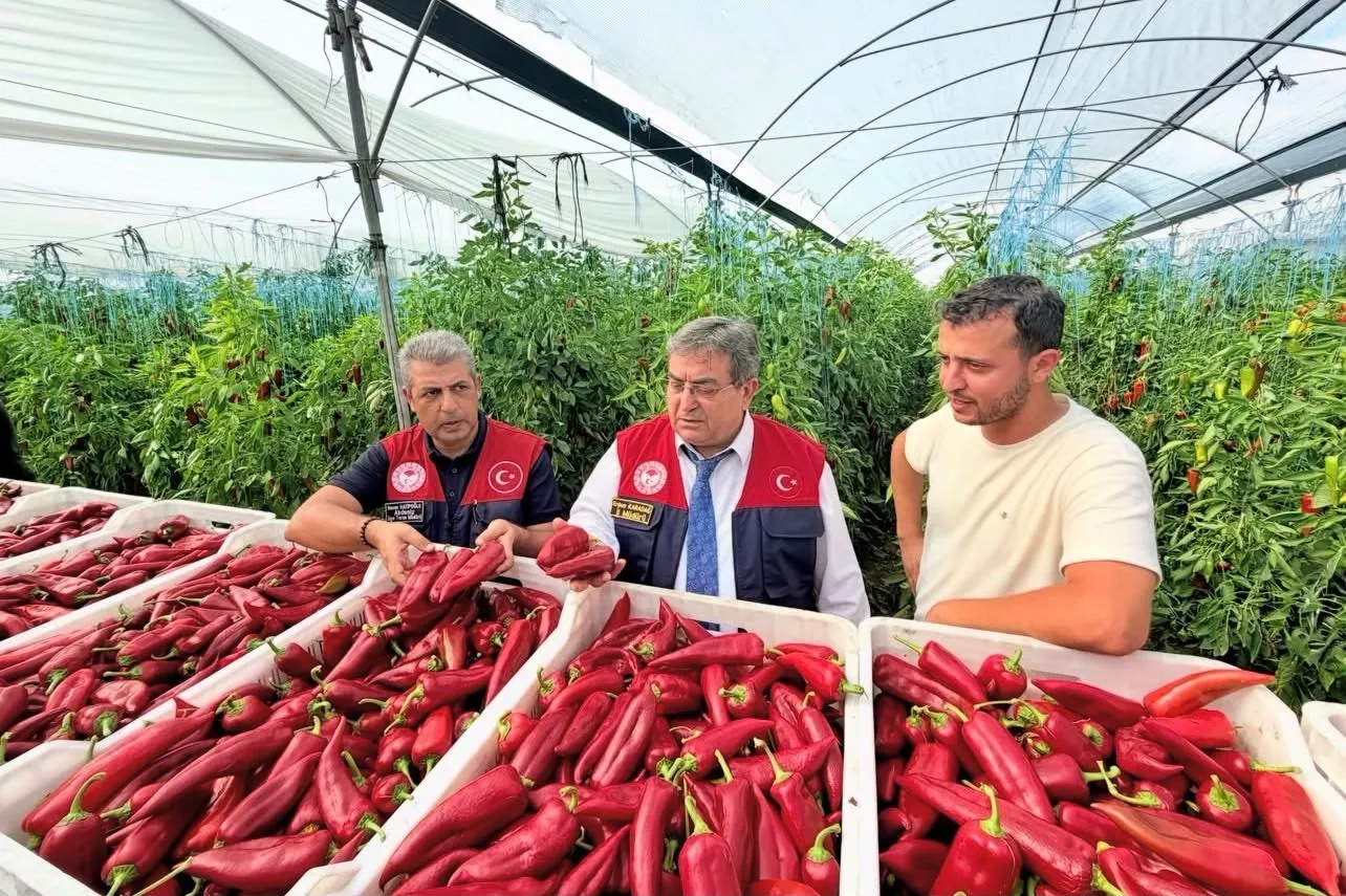 Mersinli üreticilerin seralarında biyolojik mücadele mesaisi