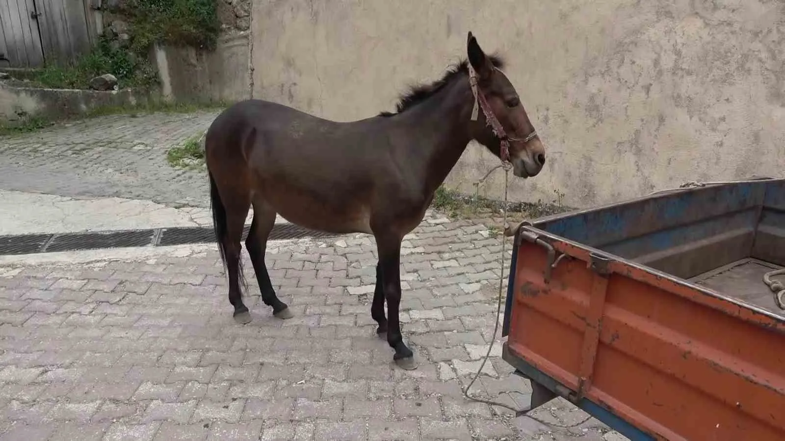 Amasya’nın vefalı yol arkadaşı: Patpatın peşinden ayrılmayan Dost