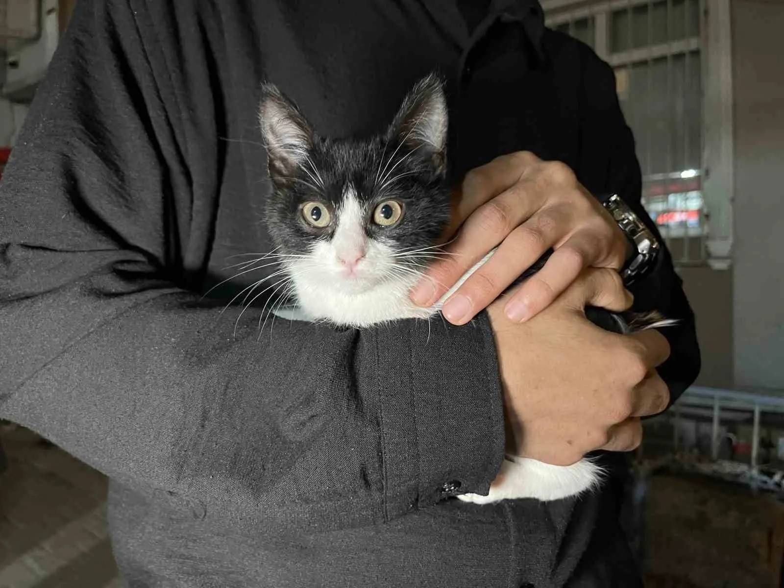 7. kattan düşen Kara Bela'ya şemsiyeli hayat öpücüğü: Mahalleli seferber oldu