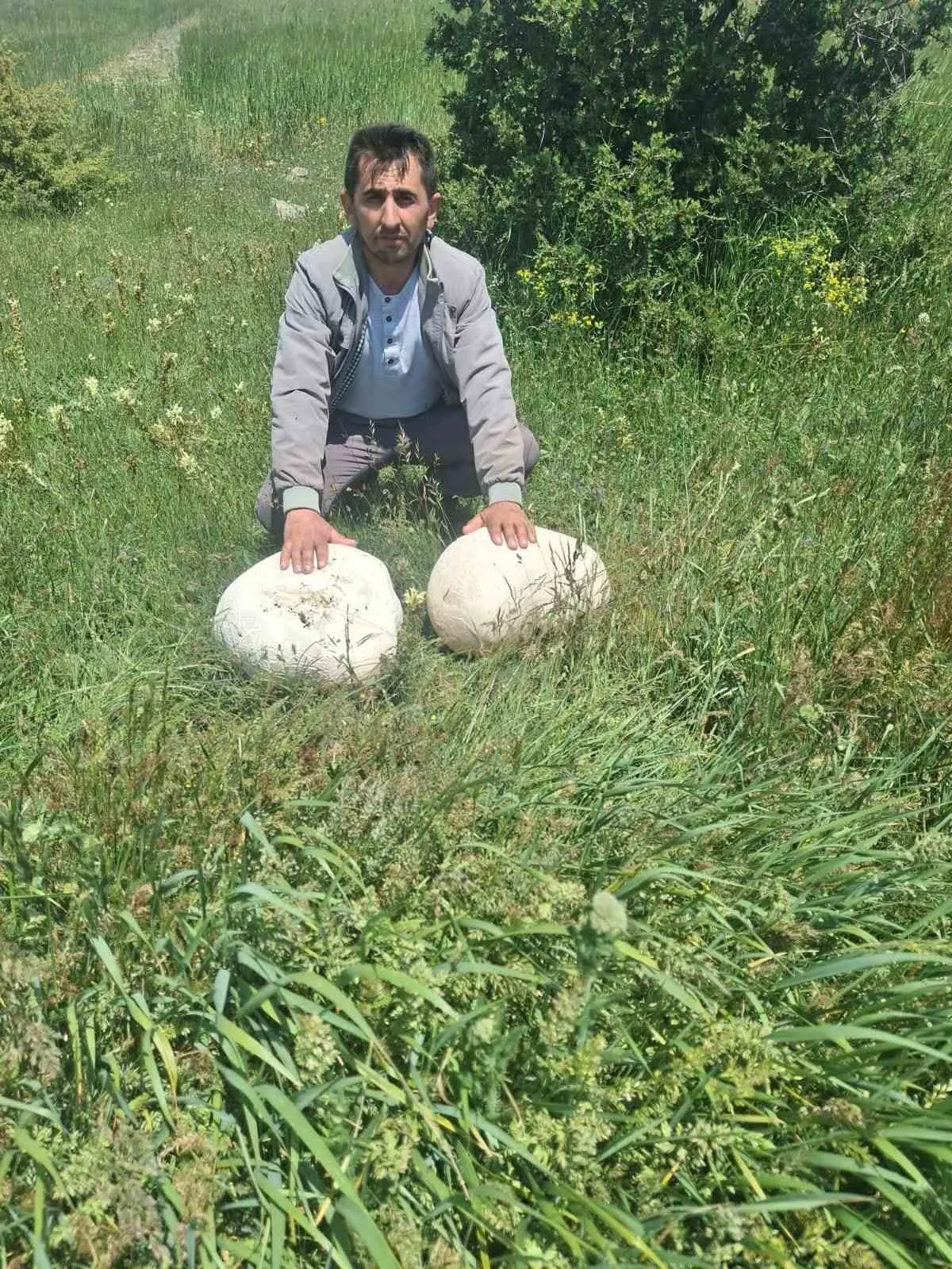 Sivas kırsalında dev sürpriz: Yürüyüşe çıktı, 20 kiloluk mantarla döndü