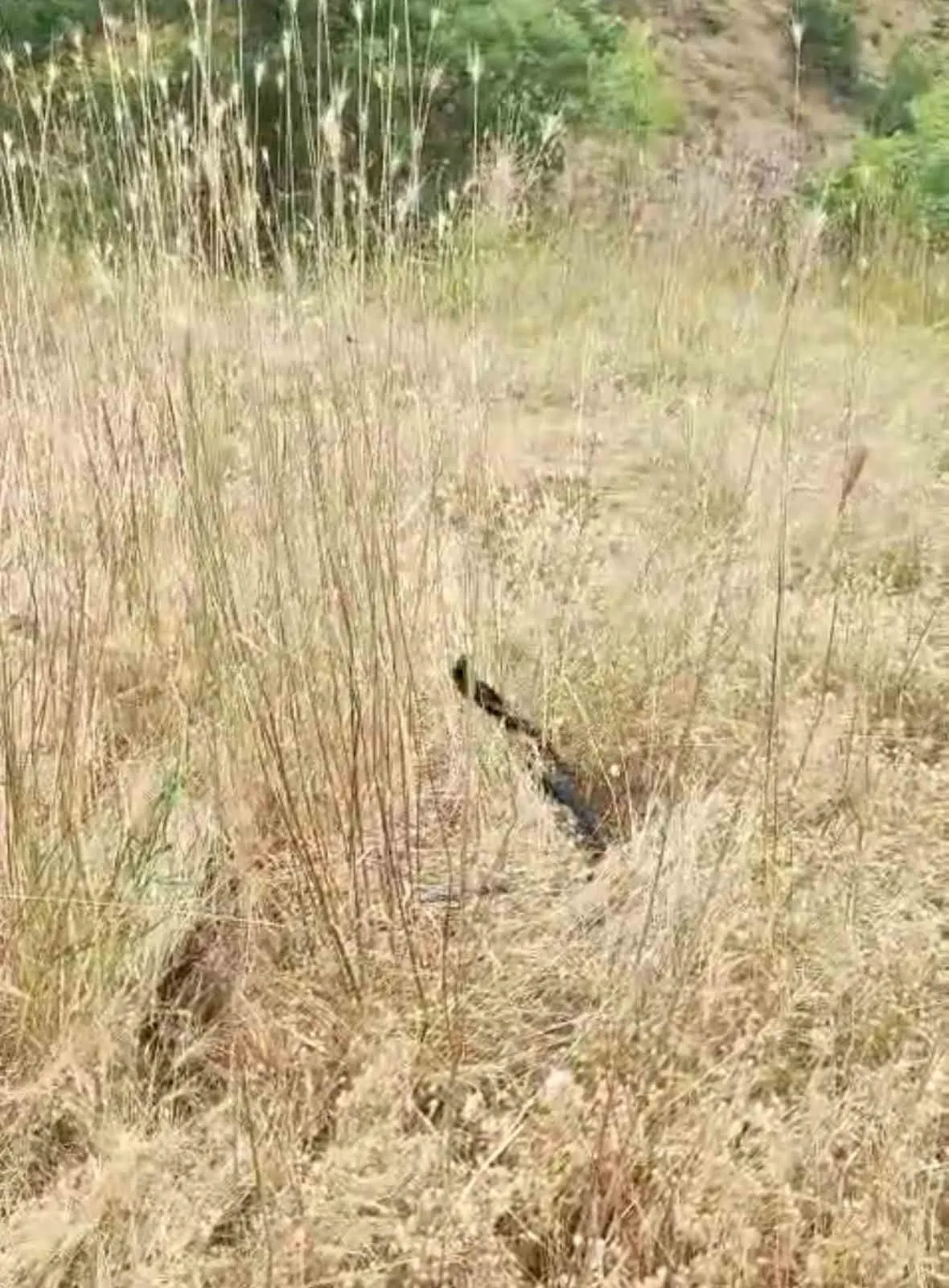 Elazığ kırsalında şaşırtan anlar: Yılanların o anları objektiflere takıldı