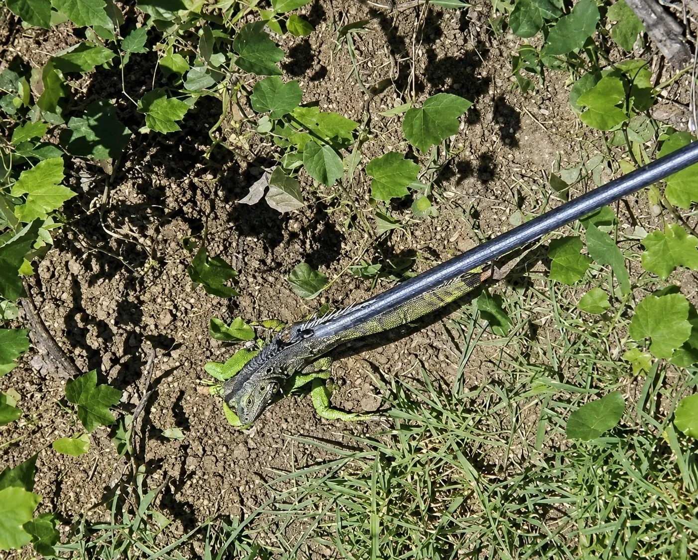 Düzce'de bahçede dev sürpriz: İtfaiye ekipleri egzotik misafiri yakaladı