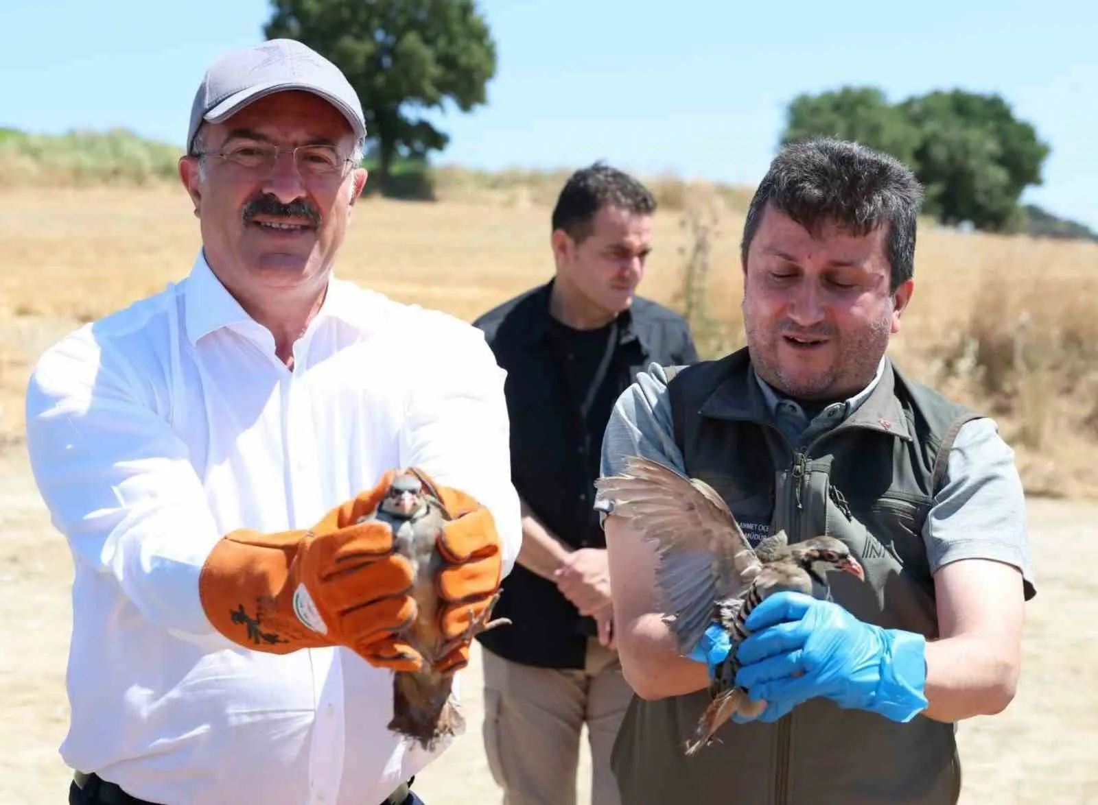 Çanakkale’nin yaban hayatına bin yeni misafir: Keklikler doğaya kanat çırptı