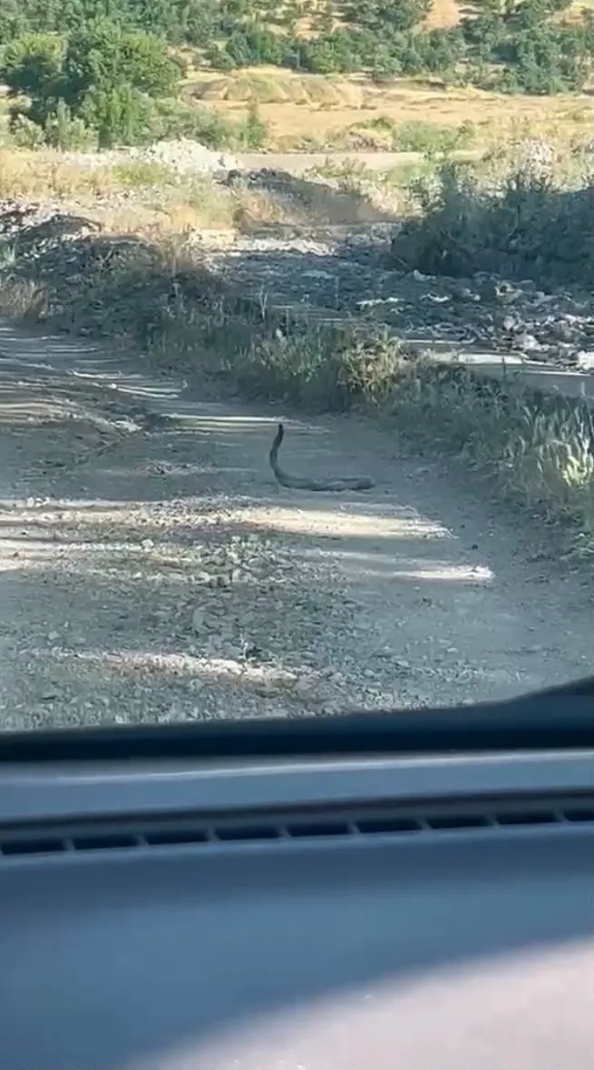 Bingöl'de yol ortasında şaşırtan görüntü: Doğanın nadir anı kamerada