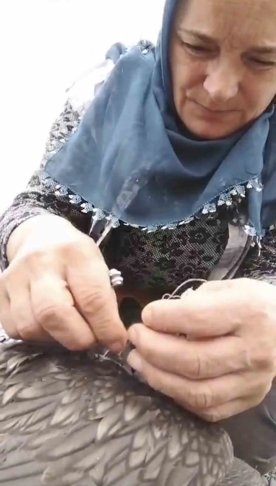 İyilik yapayım derken parmağından oldu: Karabatak kurtarma operasyonu komediye dönüştü