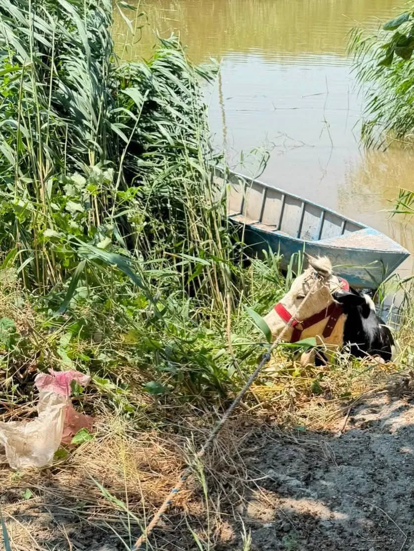 Kırıkhan’da yürekleri ağza getiren olay: Sulama kanalına düşen hayvanı itfaiye kurtardı