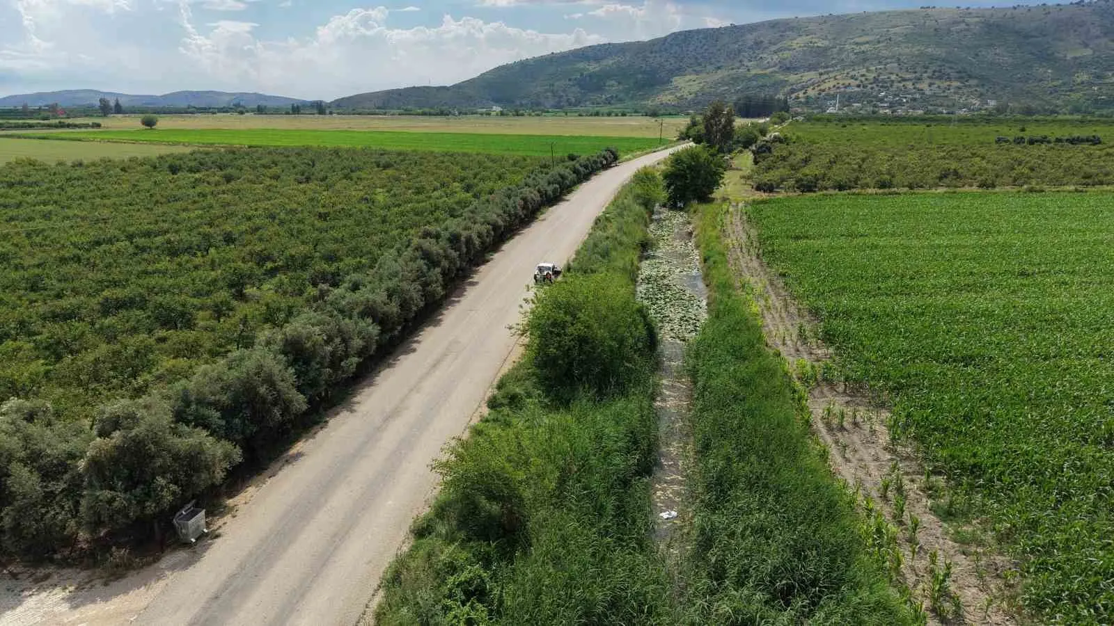 Adana’nın saklı bahçesi: Sarı nilüferler dere yataklarını altın sarısına boyadı